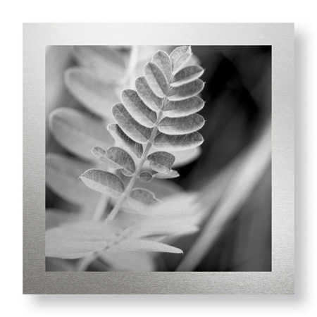 Stacy Bass Limited Edition Ready to Hang Giclee on: "Leaf Square"