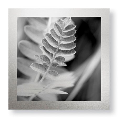 Stacy Bass Limited Edition Ready to Hang Giclee on: "Leaf Square"