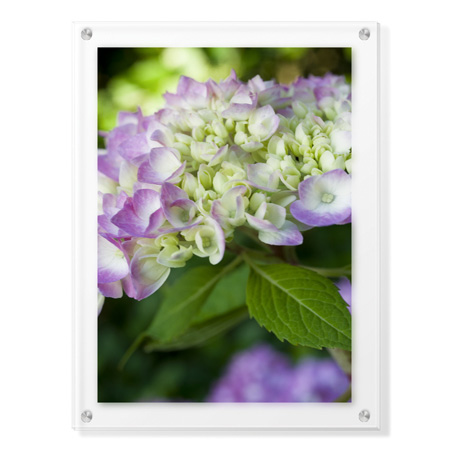 Stacy Bass Limited Edition Ready to Hang Giclee on: "Pink Hydrangea 2"