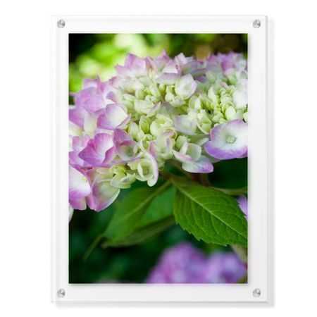 Stacy Bass Limited Edition Ready to Hang Giclee on: "Pink Hydrangea 2"