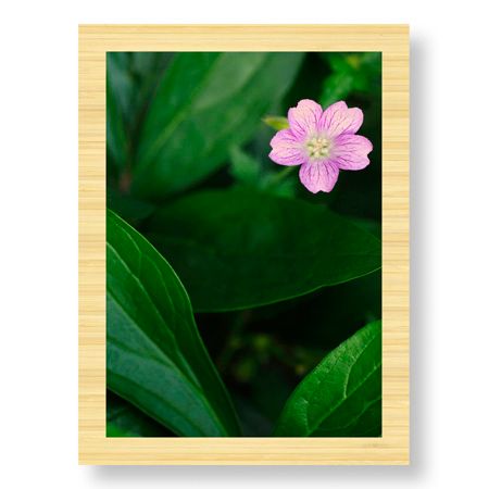Stacy Bass Limited Edition Ready to Hang Giclee on: "Pink Love 1"