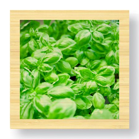 Stacy Bass Limited Edition Ready to Hang Giclee on Sustainable Bamboo: "Basil"