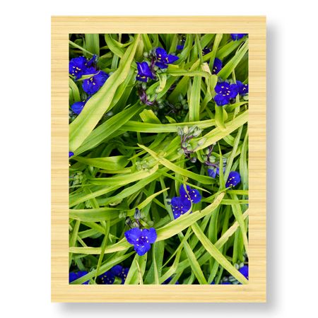 Stacy Bass Limited Edition Ready to Hang Giclee on Sustainable Bamboo: "Blue Green Study"
