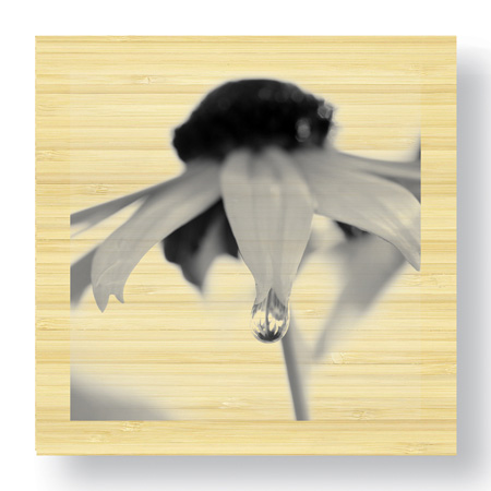 Stacy Bass Limited Edition Ready to Hang Giclee on Sustainable Bamboo: "Botanical Study 11"