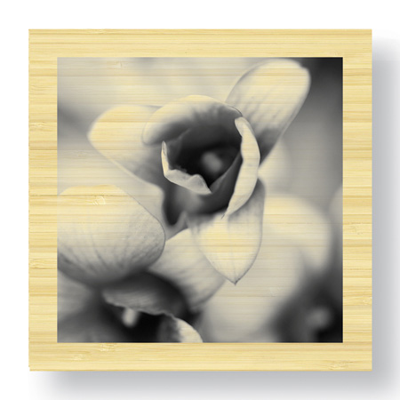 Stacy Bass Limited Edition Ready to Hang Giclee on Sustainable Bamboo: "Botanical Study 14"
