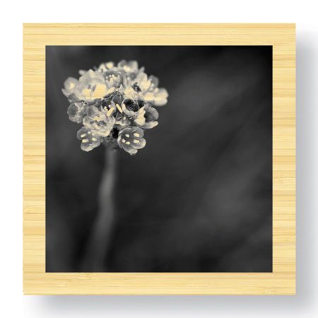 Stacy Bass Limited Edition Ready to Hang Giclee on Sustainable Bamboo: "Botanical Study 16"