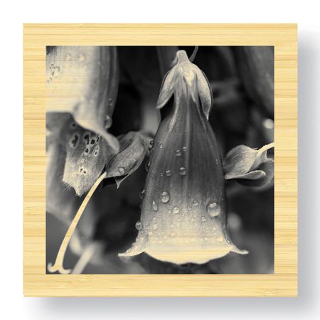 Stacy Bass Limited Edition Ready to Hang Giclee on Sustainable Bamboo: "Botanical Study 18"