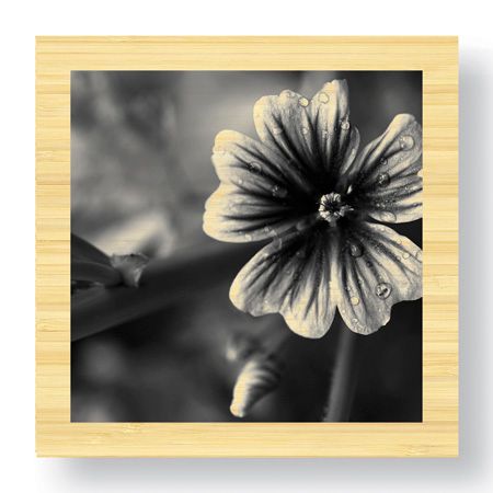 Stacy Bass Limited Edition Ready to Hang Giclee on Sustainable Bamboo: "Botanical Study 19"