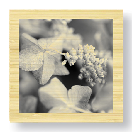 Stacy Bass Limited Edition Ready to Hang Giclee on Sustainable Bamboo: "Botanical Study 2"