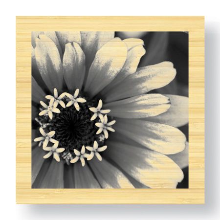 Stacy Bass Limited Edition Ready to Hang Giclee on Sustainable Bamboo: "Botanical Study 3"