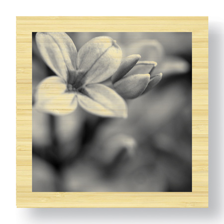 Stacy Bass Limited Edition Ready to Hang Giclee on Sustainable Bamboo: "Botanical Study 4"