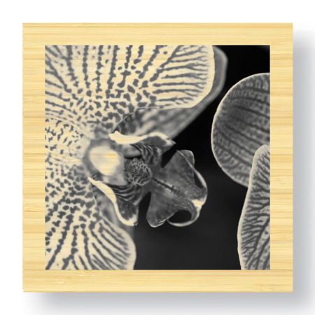 Stacy Bass Limited Edition Ready to Hang Giclee on Sustainable Bamboo: "Botanical Study 6"