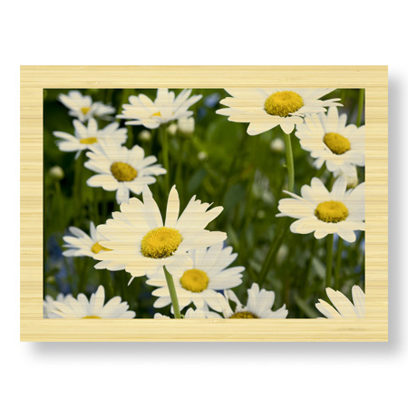 Stacy Bass Limited Edition Ready to Hang Giclee on Sustainable Bamboo: "Daisy Detail"