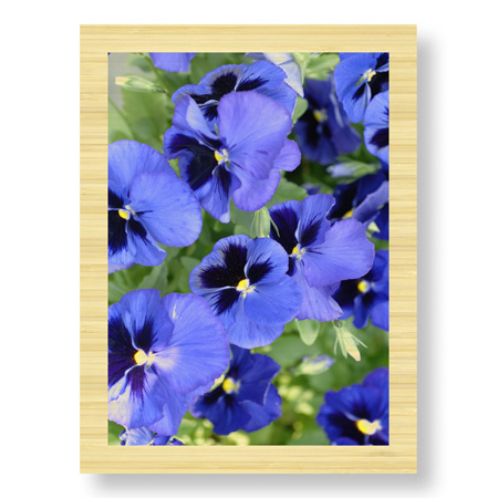 Stacy Bass Limited Edition Ready to Hang Giclee on Sustainable Bamboo: "Electric Pansy"