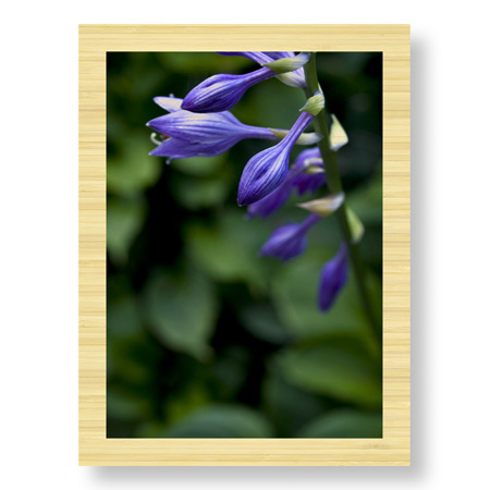 Stacy Bass Limited Edition Ready to Hang Giclee on Sustainable Bamboo: "Hosta Flower Detail"