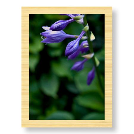 Stacy Bass Limited Edition Ready to Hang Giclee on Sustainable Bamboo: "Hosta Flower Detail"