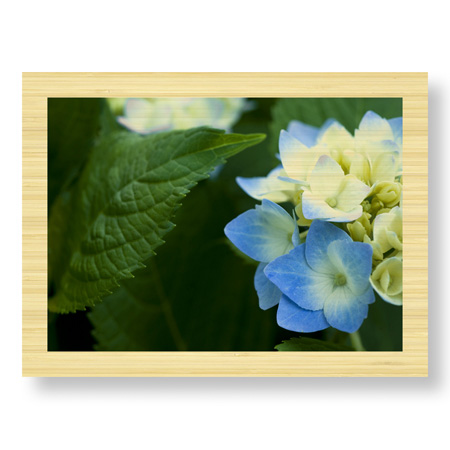 Stacy Bass Limited Edition Ready to Hang Giclee on Sustainable Bamboo: "Hydrangea Detail 2"