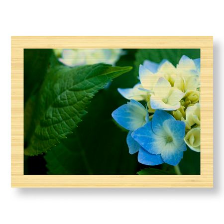 Stacy Bass Limited Edition Ready to Hang Giclee on Sustainable Bamboo: "Hydrangea Detail 2"