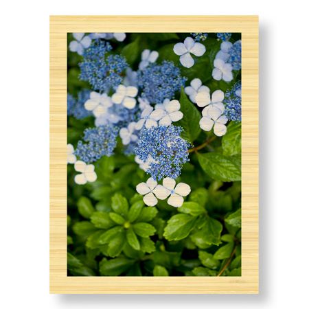 Stacy Bass Limited Edition Ready to Hang Giclee on Sustainable Bamboo: "Hydrangea Variation"
