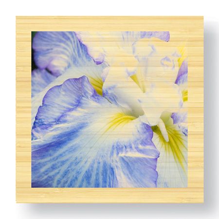 Stacy Bass Limited Edition Ready to Hang Giclee on Sustainable Bamboo: "Iris Study 2"