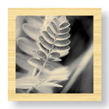Stacy Bass Limited Edition Ready to Hang Giclee on Sustainable Bamboo: "Leaf Square"