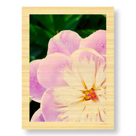 Stacy Bass Limited Edition Ready to Hang Giclee on Sustainable Bamboo: "Peony Study"