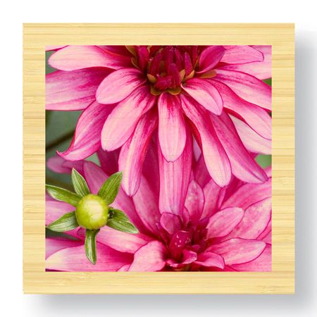 Stacy Bass Limited Edition Ready to Hang Giclee on Sustainable Bamboo: "Pink Dahlia"