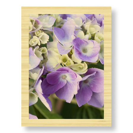 Stacy Bass Limited Edition Ready to Hang Giclee on Sustainable Bamboo: "Pink Hydrangea 1"
