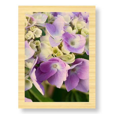 Stacy Bass Limited Edition Ready to Hang Giclee on Sustainable Bamboo: "Pink Hydrangea 1"