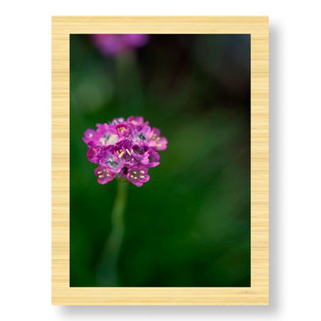 Stacy Bass Limited Edition Ready to Hang Giclee on Sustainable Bamboo: "Pink Stem Detail"