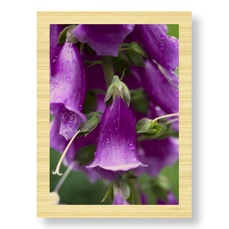 Stacy Bass Limited Edition Ready to Hang Giclee on Sustainable Bamboo: "Purple Detail 2"