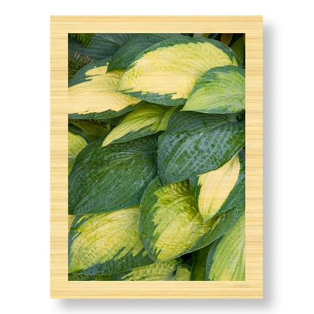 Stacy Bass Limited Edition Ready to Hang Giclee on Sustainable Bamboo: "Stained Glass"