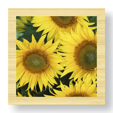 Stacy Bass Limited Edition Ready to Hang Giclee on Sustainable Bamboo: "Sunflower Square"