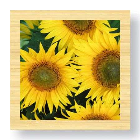 Stacy Bass Limited Edition Ready to Hang Giclee on Sustainable Bamboo: "Sunflower Square"
