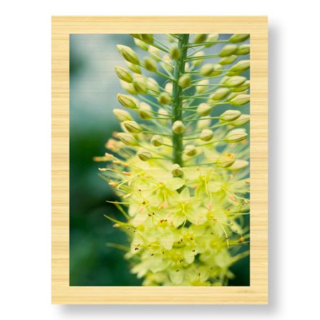 Stacy Bass Limited Edition Ready to Hang Giclee on Sustainable Bamboo: "Yellow Pool Garden"