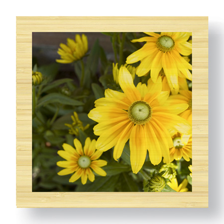 Stacy Bass Limited Edition Ready to Hang Giclee on Sustainable Bamboo: "Zucchini Flowers"