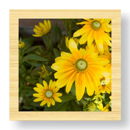 Stacy Bass Limited Edition Ready to Hang Giclee on Sustainable Bamboo: "Zucchini Flowers"