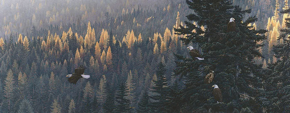 Stephan Lyman Limited Edition Artist Proof Print:"Changing of The Guard - Eagles"