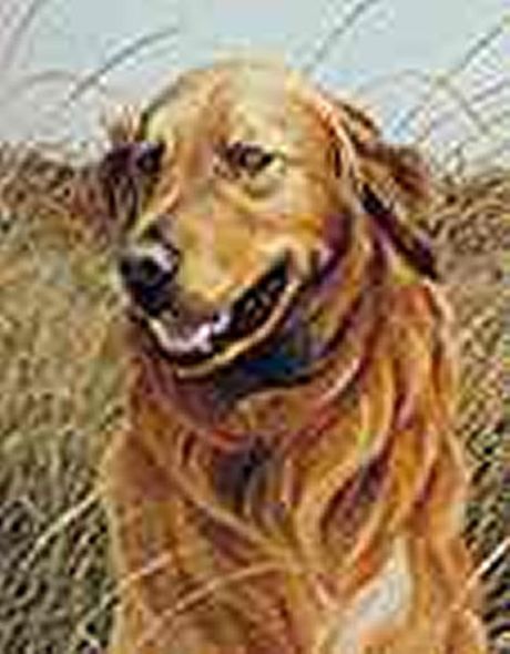 Stephen Hamrick Limited Edition Print: "Golden Retriever"