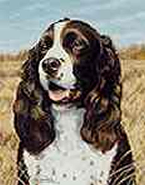 Stephen Hamrick Limited Edition Print: "Springer Spaniel"