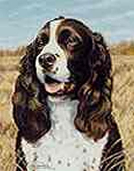Stephen Hamrick Limited Edition Print: "Springer Spaniel"