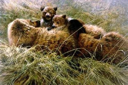 Steve Hanks Signed and Numbered Limited Edition Bears Cubs Grizzlies: ""