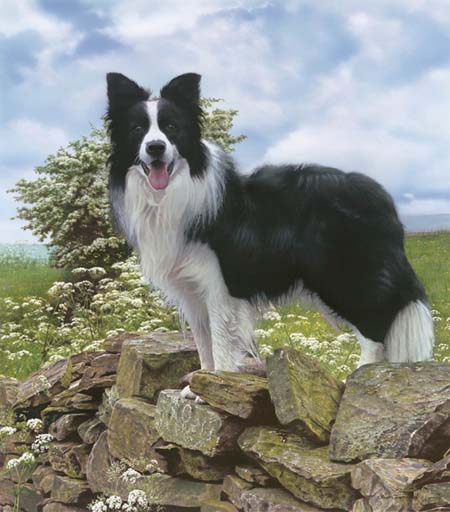 Steve Townsend Handsigned & Numbered Limited Edition Print:"Trooper - Border Collie"