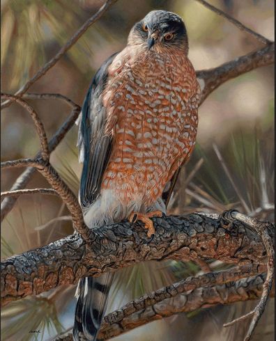 John Aldrich Artist Signed and Numbered Limited Edition Print:"Woodland Sniper-Cooper's Hawk"