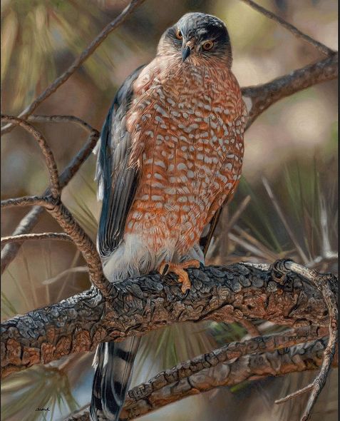 John Aldrich Artist Signed and Numbered Limited Edition Print:"Woodland Sniper-Cooper's Hawk"