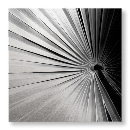 Studio EL Collection Limited Edition Ready to Hang Giclee on Brushed Aluminum: "Palm Feature II"