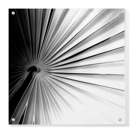 Studio EL Collection Limited Edition Ready to Hang Giclee on Clear Acrylic: "Palm Feature II"