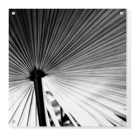 Studio EL Collection Limited Edition Ready to Hang Giclee on Clear Acrylic: "Palm Feature III"