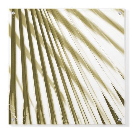 Studio EL Collection Limited Edition Ready to Hang Giclee on Clear Acrylic: "Palm Study I"