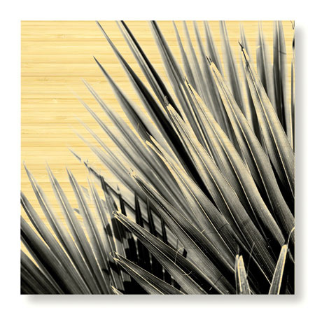 Studio EL Collection Limited Edition Ready to Hang Giclee on Sustainable Bamboo: "Palm Feature IV"